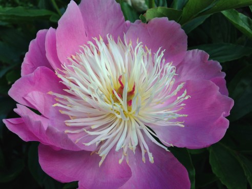 Thank-you so much, Marielle! I really appreciate what you've done for my blog! 